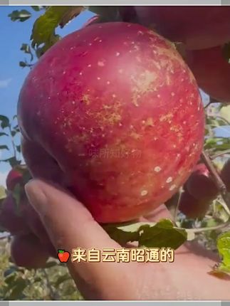 正宗云南昭通冰糖心丑苹果脆甜多汁现摘现发整箱3/5/10斤坏果包赔