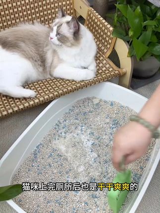 养猫的幸福终于回来了!家里没异味,猫也变乖了,多亏了小苏打 #小苏打颗粒 #猫砂伴侣 #猫砂伴侣除臭颗粒 #猫砂除臭 #养猫除臭