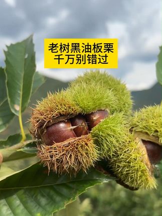 云南高山老树黑油板栗成熟了,生吃脆甜,熟吃粉面,手工剥壳。 千万别错过!#板栗 #黑油板栗 #云南老树板栗 #板栗红烧肉 #板栗炖鸡
