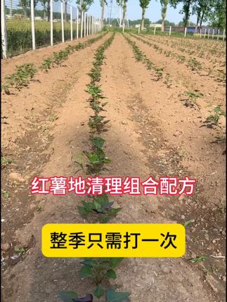 1红薯苗使用不影响作物正常生长不伤红薯喷雾有机肥料#干货分享#好物推荐#家用好物 #自用好物#推荐购买