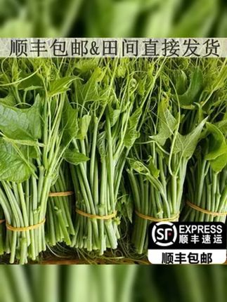 贵州农家自种佛手瓜尖龙须菜现摘现发顺丰包邮新鲜时令蔬菜家常美味之选, #新鲜蔬菜 #佛手瓜尖 #农家自种 #贵州特色美食 #新鲜采摘