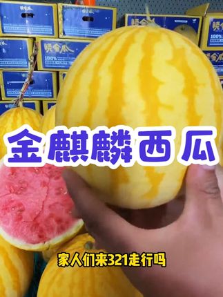 赤金西瓜冰激凌恐龙蛋无籽金麒麟西瓜4斤起新鲜现摘脆甜多汁高端 #金麒麟西瓜 #新鲜应季水果 #优质农产品 #好吃不贵经济实惠 #梦中情瓜