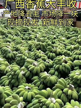 这个广西小米蕉自然成熟,口感软糯香甜产地直发#香蕉 #优质农产品 #产地直发 #软糯香甜