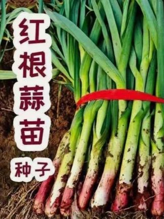 今年一定要种一些这个宽叶蒜苗,不用蒜瓣,不用育苗,直接种#种蒜苗 #蒜苗 #种子