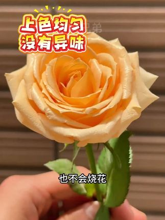 别看它价格便宜,用是真的好用,香槟色新款上新#鲜花喷漆 #花店专用喷漆 #喷漆 #香槟 #好物推荐