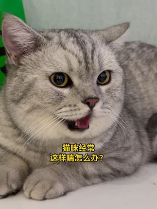 猫咪狗狗和人一样,上了年纪或者过于肥胖都容易出现这些问题,辅酶Q10真的尽早给它们吃起来了#新手养猫 #科学养宠攻略 #宠物辅酶q10 #萌宠好物