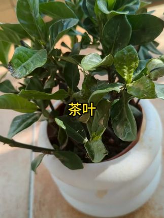 茉莉花茶飘雪2025新茶特级传统炒花毛峰毛尖浓郁花草茶叶罐装手工 #茉莉花茶 #茶叶 #茉莉飘雪