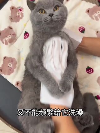 拜达尔宠物免洗手套猫咪狗狗专用洗澡干洗神器清洁用品除臭湿纸巾#宠物清洁 #免洗手套 #猫咪用品 #狗狗用品 #宠物除臭