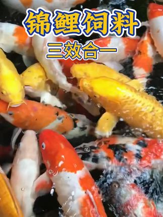 【增体增色三合一鱼粮】不浑水长个体且增色,赛级场业者专用同款鱼粮!不吃不满意可支持退货!