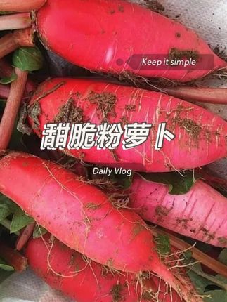 立秋前后种萝卜#萝卜种子#南方北方均可种植 #三农