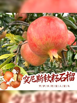 京东送货上门四川突尼斯软籽石榴新鲜四川软籽石榴突尼斯 #好物种草
