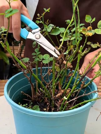 易趣植馨诺小黑多肉花卉通用兰花根腐烂根月季黑斑白粉病花药 #养花小知识 #种植小技巧 #园艺生活 #多肉花卉通用 #花药