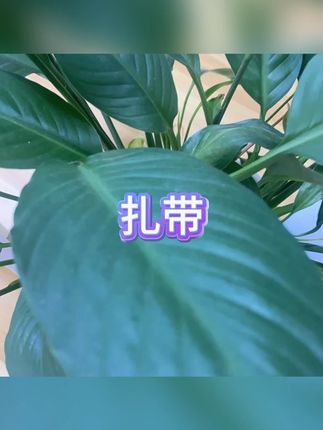 扎带 #自锁式固定  #园艺捆绑  #塑料卡扣  #束线带  #扎带