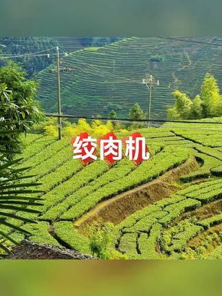 无线绞肉机捣蒜小型电动打蒜家用充电绞蒜神器#绞肉机 #绞肉机家用 #绞肉机和面 #捣蒜器 #厨房用品