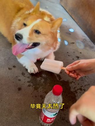 出门遛狗有了这个泡腾片,安心多了! #狗狗防暑 #狗狗中暑 #哈咪贝萌解暑泡腾片 #养狗经验分享