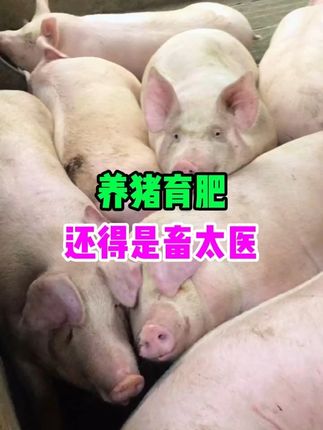 养猪育肥,一桶搞定,价格优惠,赶紧来抢#养猪人 #育肥猪 #养猪 #猪饲料