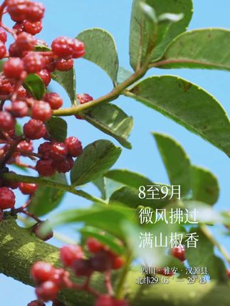 听说滚烫的热油与饱满醇麻的红色颗粒会碰撞出爱的味道#椒爱水煮鱼川菜 #花椒 #心动榜餐厅 #美食