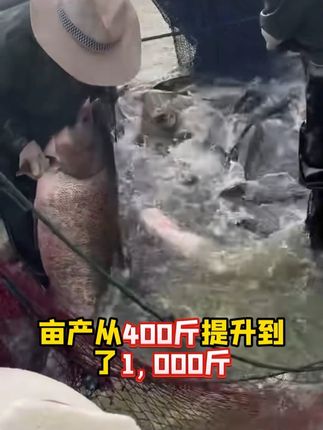 花白鲢的天然饵料,快速培藻培虫#威立妙 #水产养殖 #鱼塘