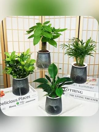椰子金钻发财树文竹九里香栀子花绿植盆栽桌面绿植 #发财树 #椰子树 #文竹 #室内绿植推荐 #九里香栀子花