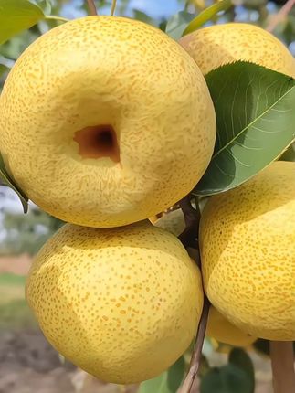 砀山酥梨成熟了,皮薄肉厚,脆甜多汁#砀山酥梨#砀山梨#快来一起尝个鲜#新鲜应季水果 #优质农产品