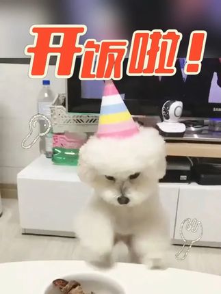 拒绝剩饭剩菜,让狗狗吃的健康吃的饱,健康成长! #狗粮 #源头工厂 #狗狗的日常 #狗狗吃饭 #冻干