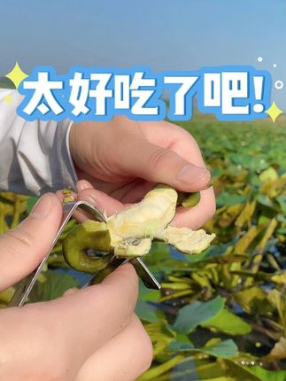 菱角也太好吃了吧! 新鲜的老菱角就是好吃,要吃新鲜菱角就来我们店铺买哦#新鲜采摘 #菱角 #粉糯香甜