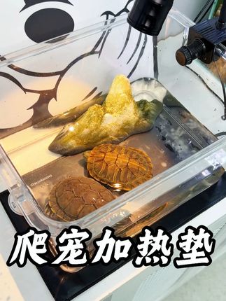 发现一个乌龟爬宠或者小鱼缸专用的加热垫,不占地方还比加热棒省电,天气冷了赶紧给你家的宝贝保暖#加热垫 #爬宠日常 #养龟日常