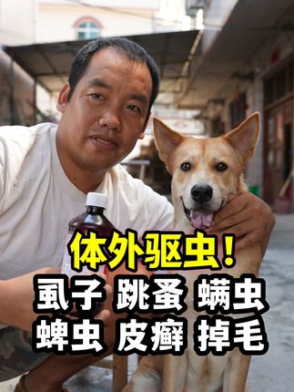 喜龙哥20年养狗经验体外驱虫方法:消灭虱子跳蚤蜱虫螨虫皮癣掉 #狗狗 #宠物#中华田园犬 #狗体外驱虫