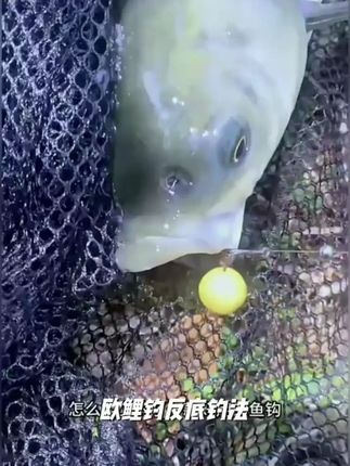辰羽 杨永财同款 欧钓海竿手竿专用成品子线反底丸饵浮球弹出专用 #返底钓组 #钓鱼技巧 #钓大鱼 #户外钓鱼 #欧鲤钓