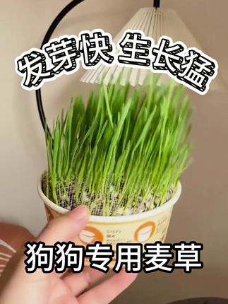 吃草可以帮助肚肚友好 #萌宠好物 我家狗一闹肚子就自己找草吃,干脆自己给它种一盆,长得也太快了!#绿植 #萌宠出道计划