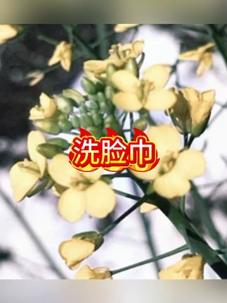 抽取式洗脸巾抽取式加大加厚干湿两用 #洗脸巾 #洗脸巾推荐 #洁面巾 #一次性用品 #一次性洗脸巾