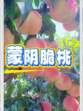 这个夏天你可能需要一个给你寄桃子的山东朋友 #桃子熟了 口感又脆又甜!满口的桃香味儿!#山东蒙阴脆桃 #脆蜜桃 #脆桃