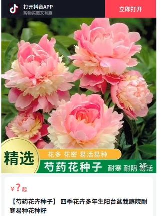 立秋过后适合在阳台院子空花盆种下这个芍药花、花大色艳、简单好养 #养花 #花园生活 #花卉绿植
