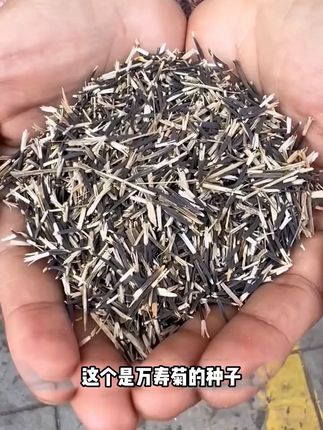 万寿菊有土就能种,非常适合打造花海 #花卉绿植 #爱生活爱养花 #菊花 #万寿菊
