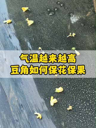 气温高 一定要及时保花保果,避免落花 #豆角种植 #豆角保花保果