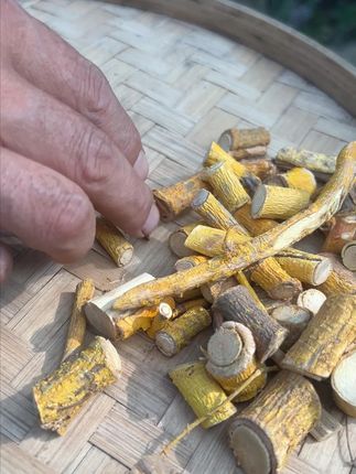 穿破石+金刚腾,知道可以干嘛用的吗? #植物科普 #潮汕人 #潮汕话 #你见过这种植物吗 #三农
