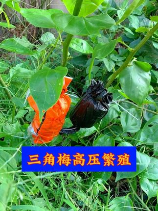 矿泉水瓶高压#三角梅