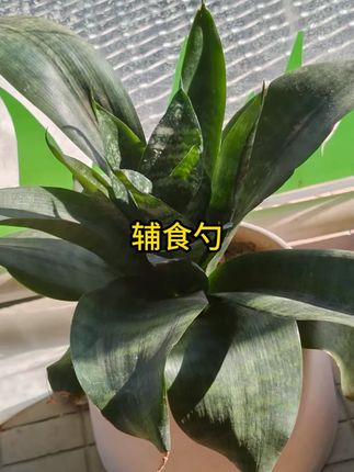 安可苏辅食勺宝宝勺子婴幼儿1-3岁硅胶勺新生儿硅胶软勺米糊勺 #辅食勺 #米糊勺 #辅食工具