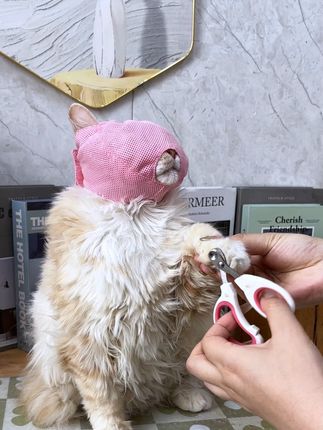 没有不听话的小猫咪 只是你缺一个好用的防咬头套#萌宠好物#新手养猫#猫咪剪指甲