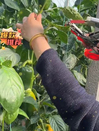 绑枝机 绑枝机具备诸多优势,其操作高效快捷,大幅提升工作效率,节省人力时间;设计轻巧,上手简单;长期使用可降低人工成本;绑枝稳固且不伤枝干;适用多种农作物与花卉,应用场景广泛 。#绑枝机的使用方法 #葡萄种植 #辣椒 #西红柿 #新农人计划 @DOU+好生意 @DOU+小助手