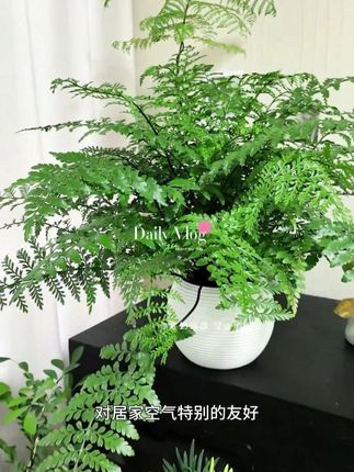 植物旅行专属吉姆蕨盆栽室内好养水养耐阴观叶水培植物盆栽绿植#花卉绿植盆栽 #室内盆栽 #吉姆蕨盆栽 #植物养护技巧 #盆栽绿植