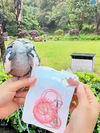 鹦鹉放飞绳户外遛鸟牵引弹力绳超轻不伤脚训练绳玄凤 #鹦鹉放飞绳 #鹦鹉放飞绳脚环 #鹦鹉放飞绳伸缩绳 #遛鸟牵引弹