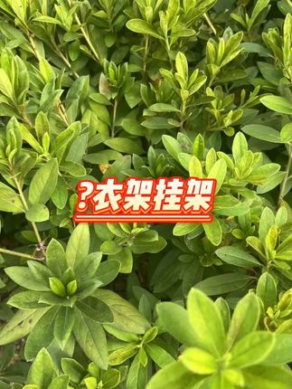 宿舍床边收纳神器  #宿舍好物  #学生党必备  #收纳神器