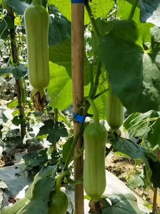 夏秋适合种植的奶油肉丝瓜,味道更好,产量不错,营养也很丰富。#家庭种菜