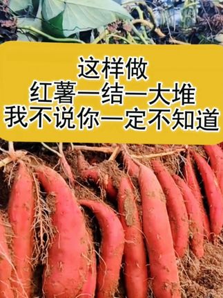 一窝红薯一把肥,红薯结成一大堆 #红薯种植 #红薯管理 #红薯高产 #红薯增产 #红薯控秧膨大剂