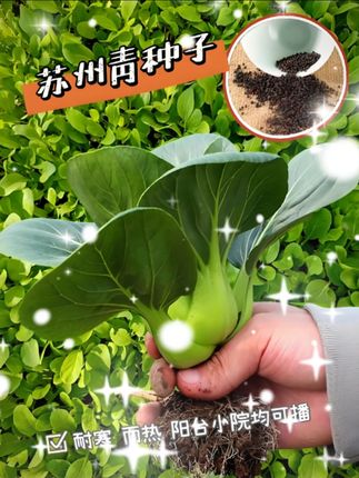 快生长苏州青种子