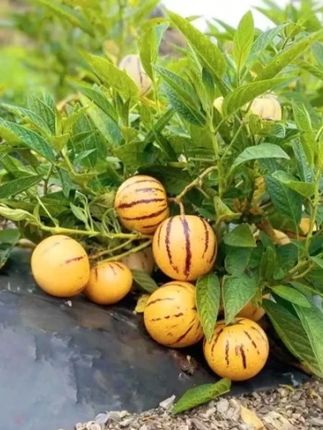 又到了人参果秋季茬的种植时间了,种子已经准备好了#家庭种植 #蔬菜种子 #口感特别好 #人参果