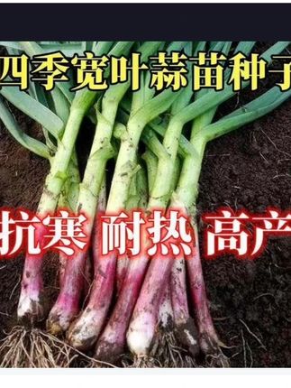 紫皮蒜苗种子 紫皮蒜苗种子
