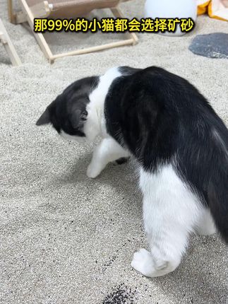 矿砂就是猫咪最爱的沙漠脚感,埋粑粑都更用力了~ #猫砂 #矿砂 #新手养猫 #不沾底的矿砂 #北方小镇猫砂