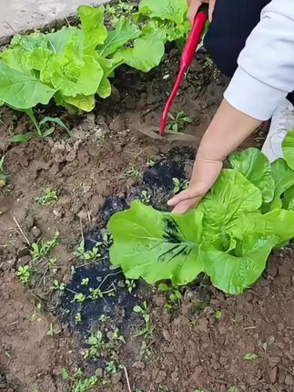 家庭小菜园必备!轻便小锄头,挖土除草一键搞定!#锄头 #园艺生活 #好物推荐 #除草